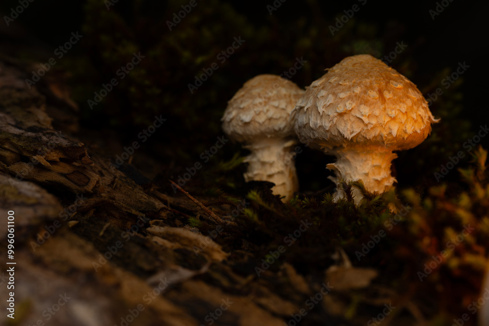 Mushroom. Beautiful cute mushrooms of the forests. Hemipholiota populnea. Poplar mushroom. Nature background. Mushroom. Beautiful cute mushrooms of the forests. Hemipholiota populnea. Poplar mushroom. Nature background.