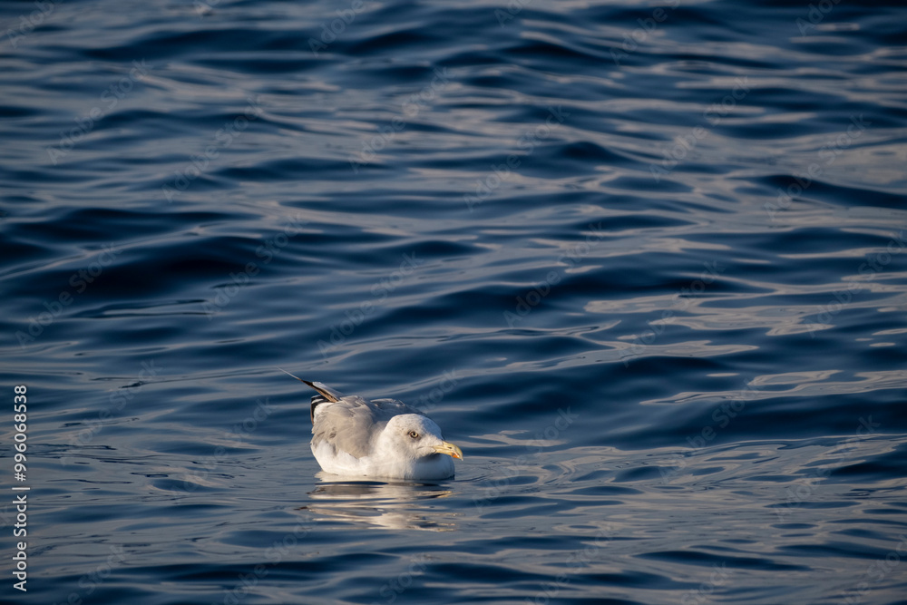 Obraz premium Seagull swimming over the sea