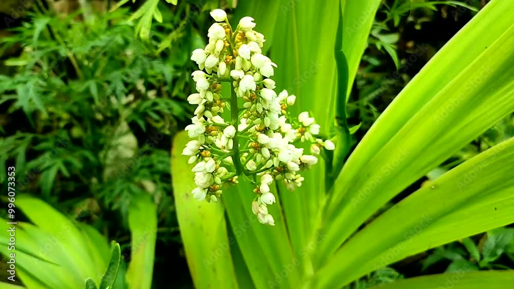ground orchid blooming flowers ground orchid blooming flowers