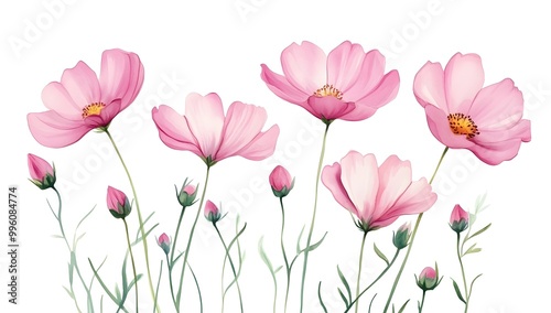 Beautiful pink cosmos flowers with a watercolor painting effect on a white background,