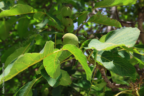 Ripening still green walnut on a tree, Greece.