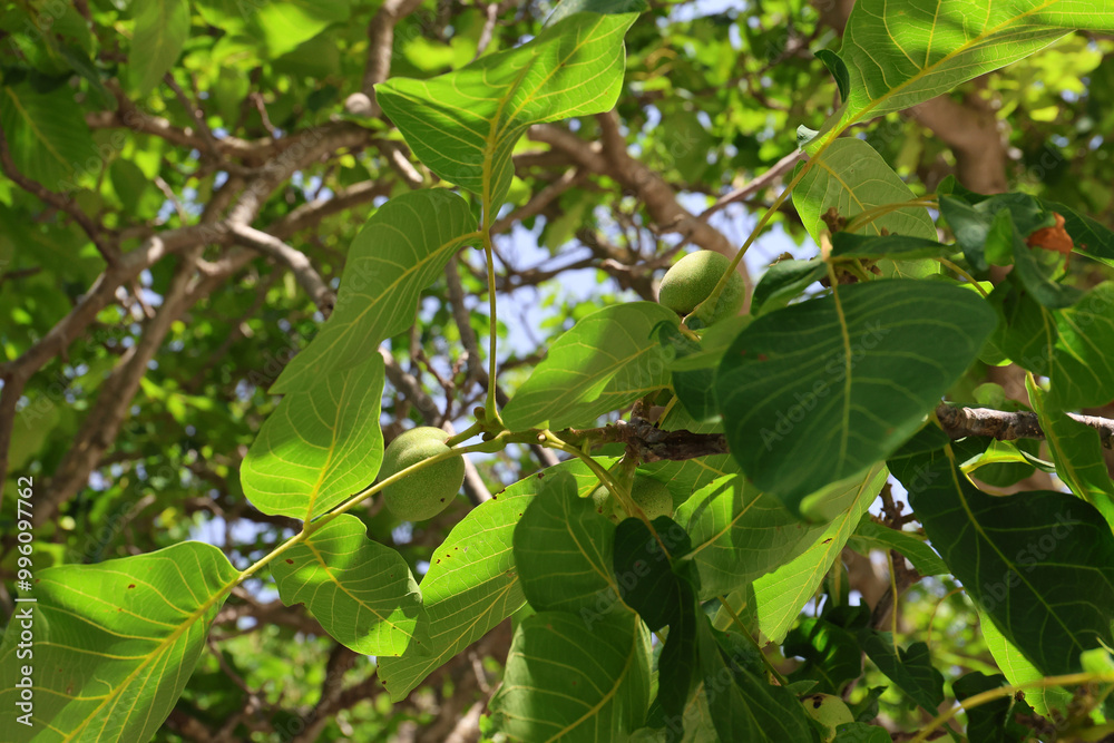 Ripening still green walnut on a tree, Greece. Ripening still green walnut on a tree, Greece.