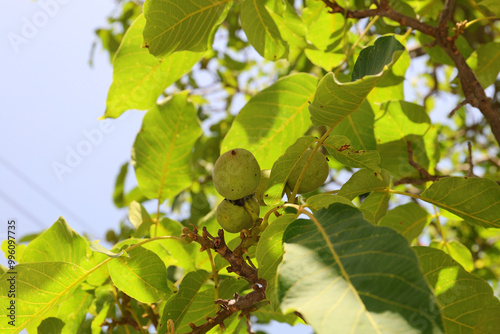 Ripening still green walnut on a tree, Greece.