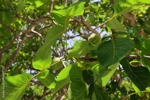 Ripening still green walnut on a tree, Greece.