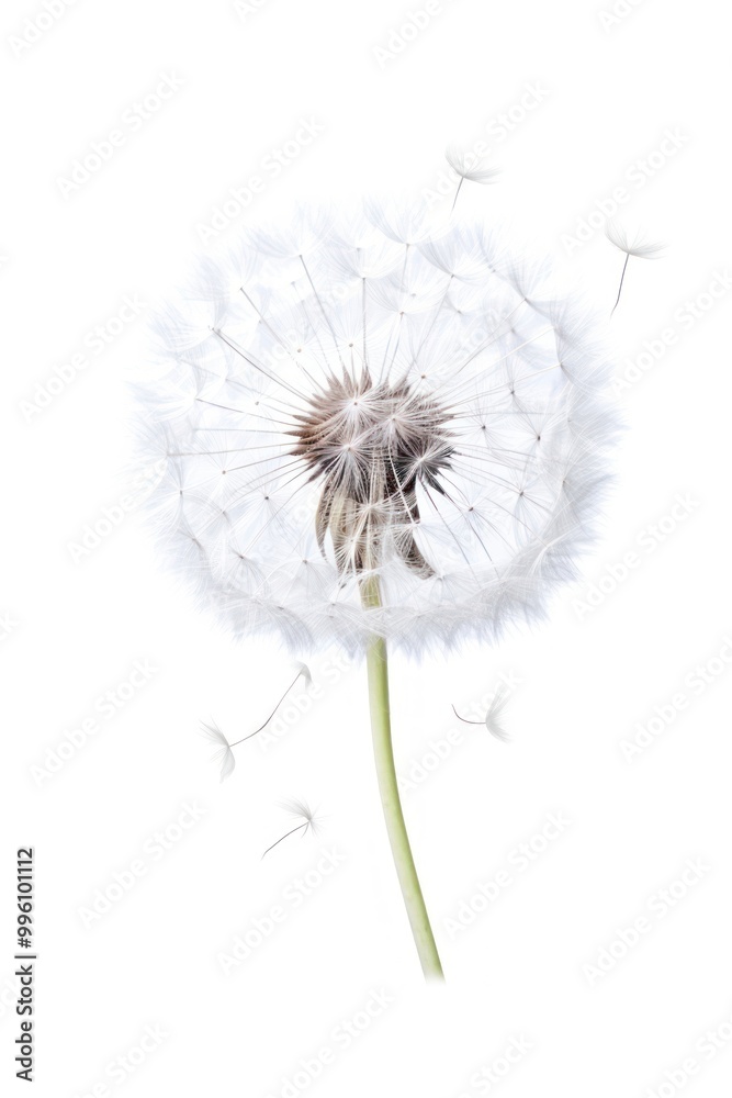 A wind blowing dandelion flower plant white. A wind blowing dandelion flower plant white.