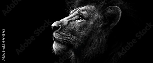 Lion in profile on a dark background, high contrast, black and white photography. Text space.