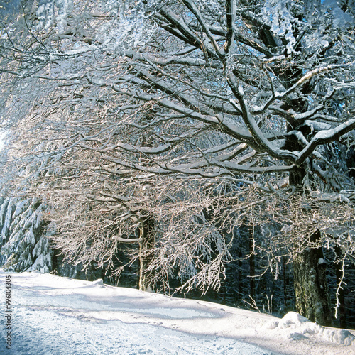 Winterwald