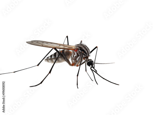 a close up of a mosquito photo