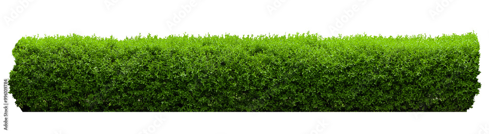 Obraz premium Tropical shrub bush fence tree isolated plant with clipping path.