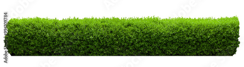 Tropical shrub bush fence tree isolated plant with clipping path.