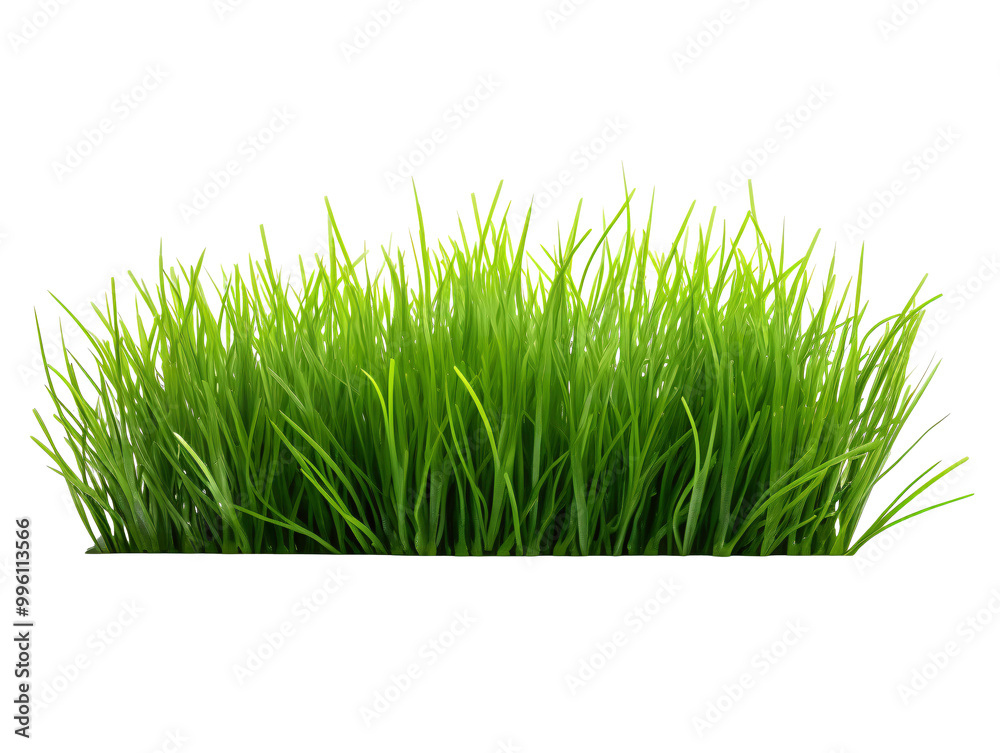 Obraz premium a close up of grass
