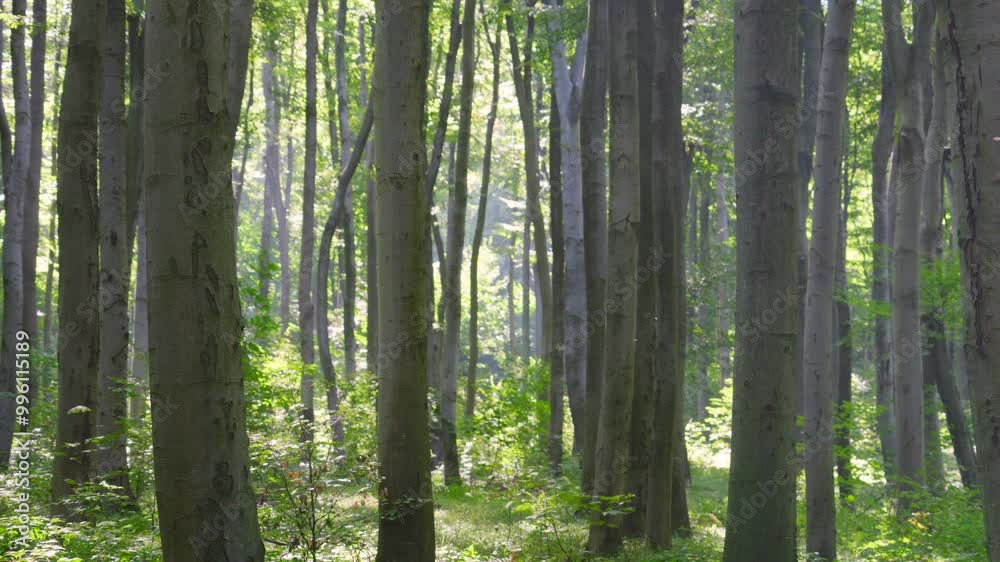 European beech tree trunks in the forest in the rays of backlight. European beech tree trunks in the forest in the rays of backlight.