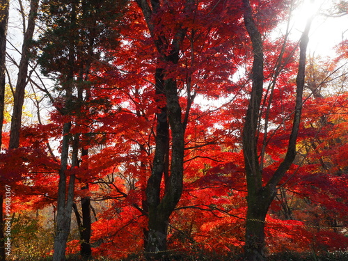 恵那峡のもみじ photo