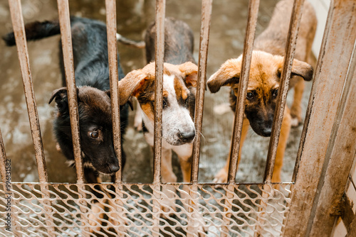 A sad stray dog sits in a dirty cage at the shelter, looking forlorn photo