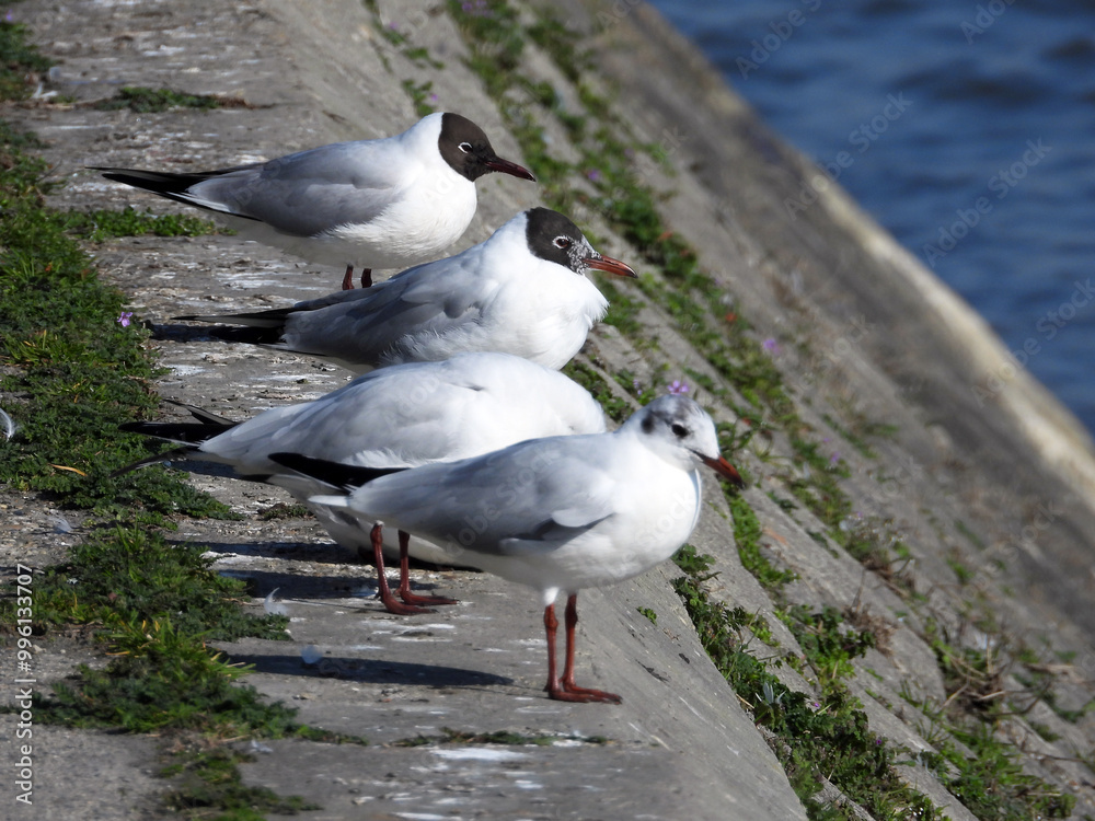 Fototapeta premium river seagulls sitting and flying by the Danube river in Novi Sad