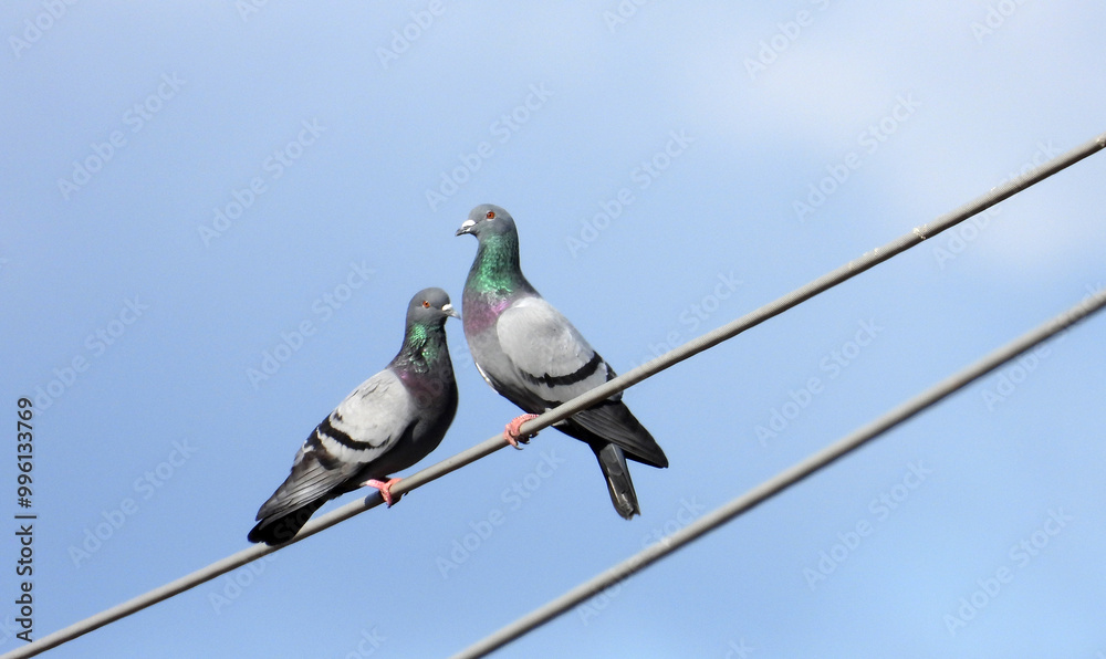 pigeons sitting on electrical wires with blue sky in background pigeons sitting on electrical wires with blue sky in background