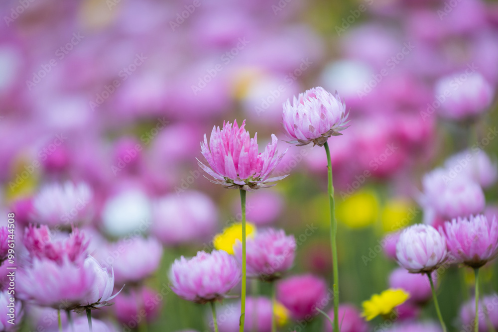Close-up view of pink flower. Close-up view of pink flower.