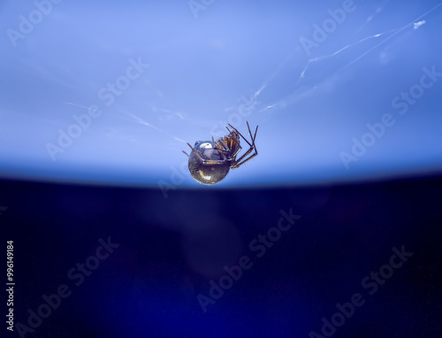 A pregnant spider nests in a house lamp. It looks like it will release its young from its stomach in a few days.