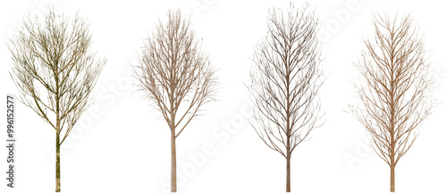 Set of Four Detailed Dried Branch Textures for Digital Art