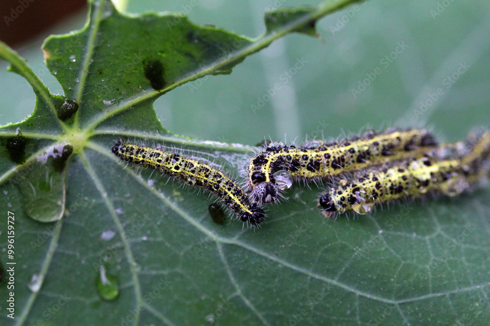 caterpillars of the cabbage white butterfly on a nasturtium leaf caterpillars of the cabbage white butterfly on a nasturtium leaf
