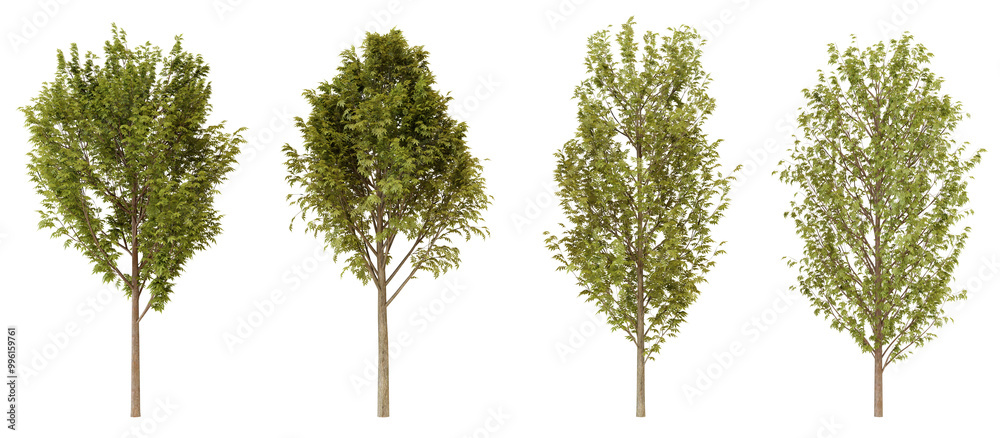 Fototapeta premium Four Green Trees Isolated, Nature, Environment, and Design Elements