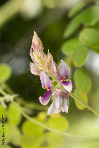 Afgekia mahidoliae (Kan Pai Mahidol), a rare and beautiful legume native to Thailand ideal for botanical visuals, educational use, or nature-themed designs.
