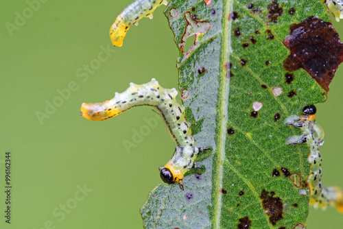 Willow leaf wasp (Nematus pavidus) Larva feeds on leaves of silver willow photo