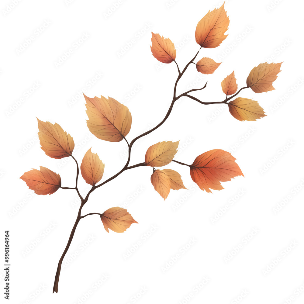 Autumn Beech Branch on a white background Autumn Beech Branch on a white background