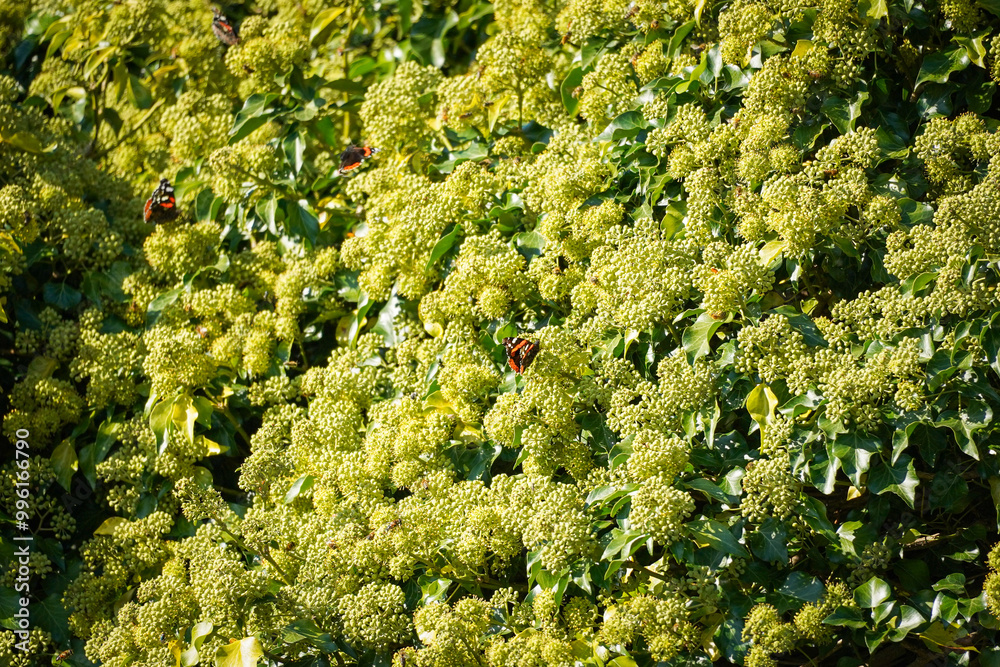 Naklejka premium Colorful butterflies sitting in light yellow flower field that is growing on top of a green tree.