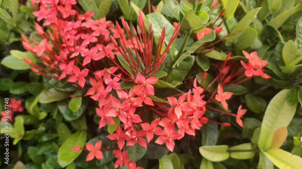 The Ixora javanica, commonly known as the red ixora, is a stunning tropical flower with vibrant red clusters. Its beauty adds a touch of elegance to any garden.