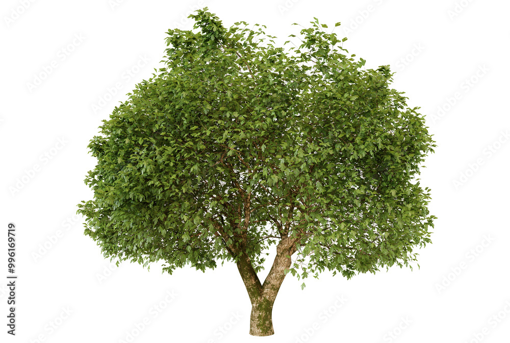 Fototapeta premium Isolated Green Tree on Transparent Background