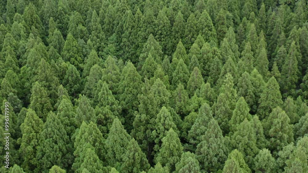 ドローン映像:青々と茂る杉の森 ドローン映像:青々と茂る杉の森