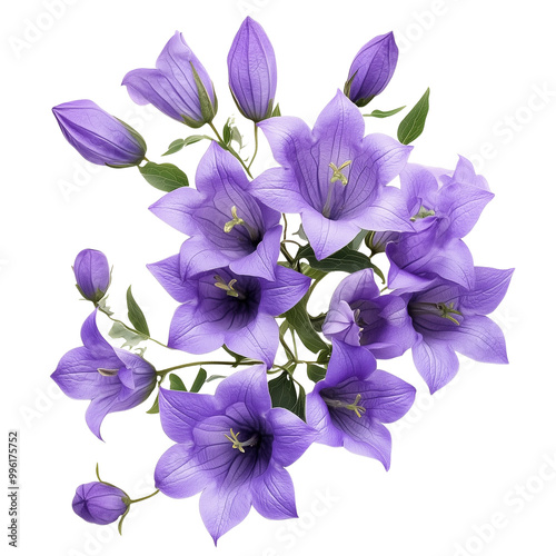 Purple campanula flowers in a floral arrangement isolated transparent background photo