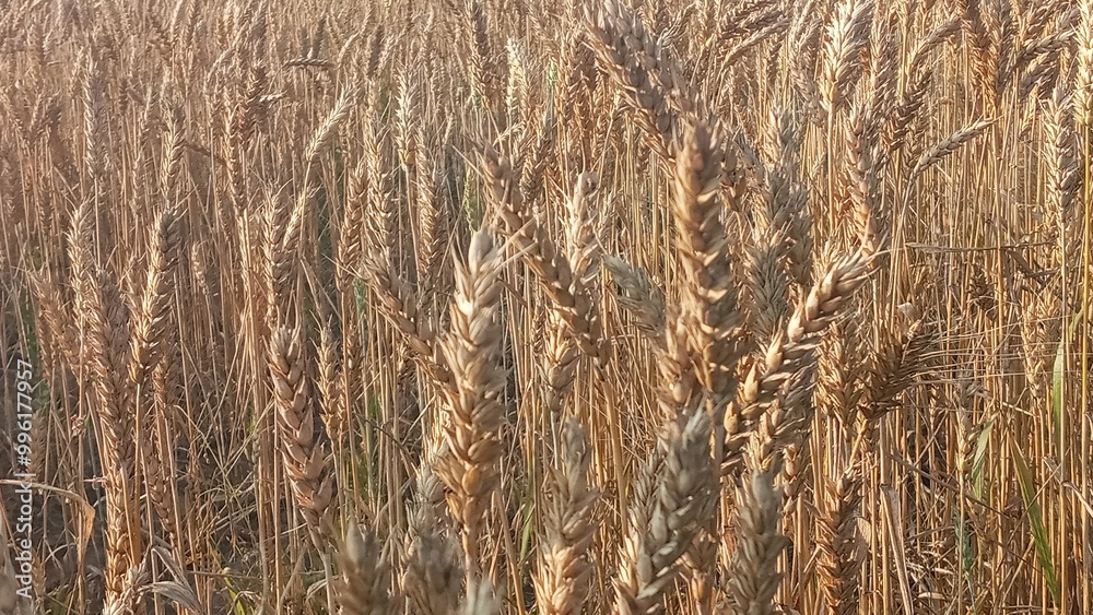 Fototapeta premium Vibrant golden wheat field basking in the sun s glow on a summer day
