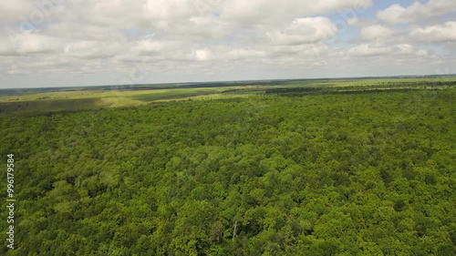 Flying over a green forest in the wild