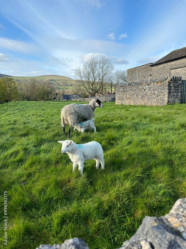 Fototapeta premium sheep on the hill in the mountains