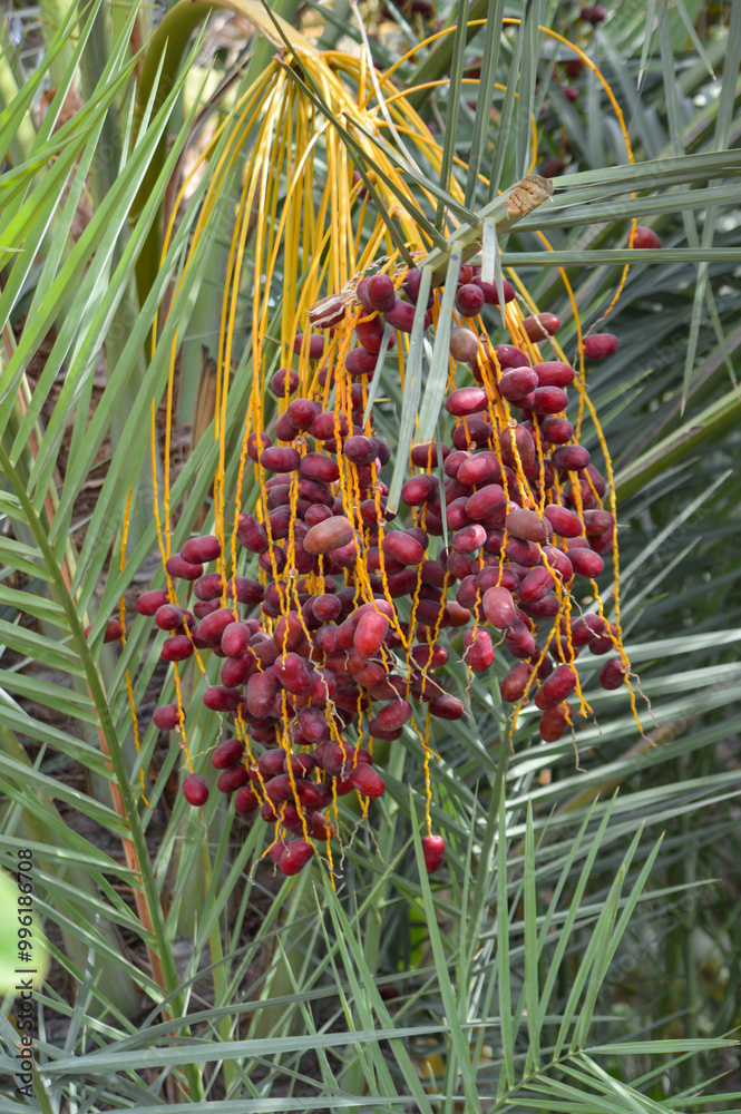 Fototapeta premium red fresh dates fruits food in farm
