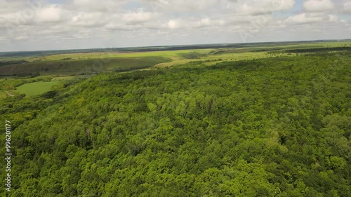 Flying over a green forest in the wild