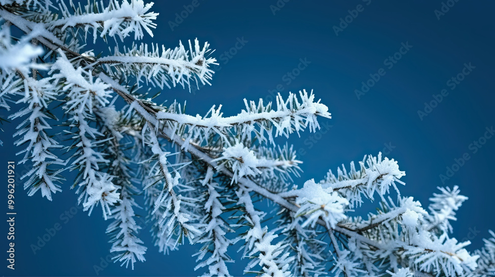Snowy Christmas tree branches or snowy Christmas fir tree on a blue background Snowy Christmas tree branches or snowy Christmas fir tree on a blue background