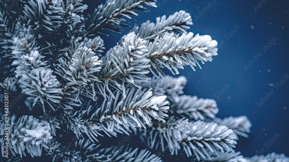 Snowy Christmas tree branches or snowy Christmas fir tree on a indigo background Snowy Christmas tree branches or snowy Christmas fir tree on a indigo background