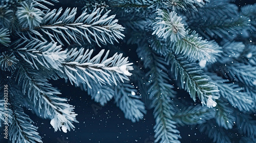 Snowy Christmas tree branches or snowy Christmas fir tree on a indigo background