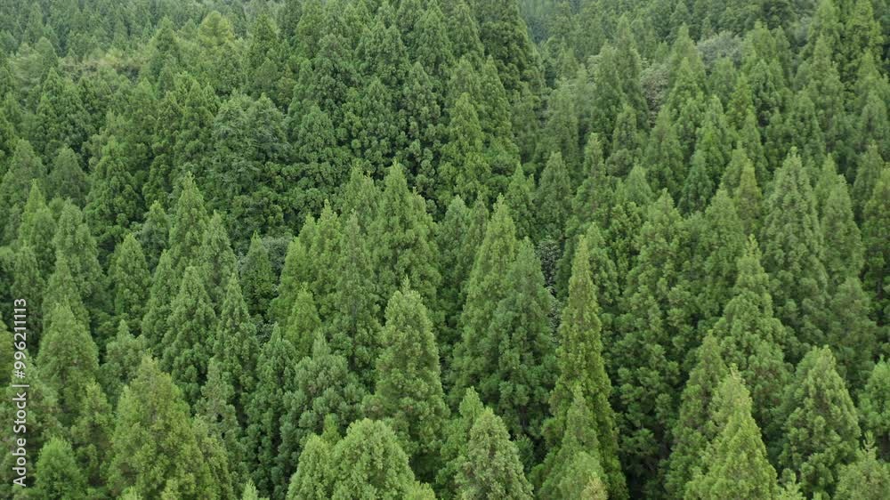 ドローン映像:青々と茂る杉の森 ドローン映像:青々と茂る杉の森