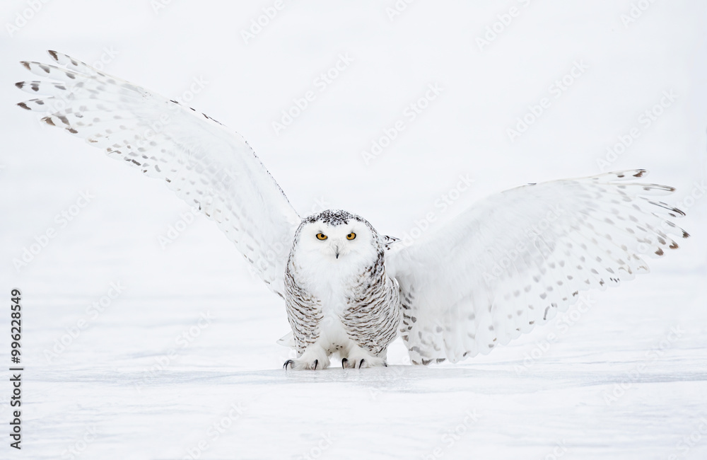 Snowy owl (Bubo scandiacus) taking off hunting at sunset over a snow covered field in Canada