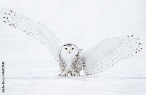 Obraz na płótnie Snowy owl (Bubo scandiacus) taking off hunting at sunset over a snow covered field in Canada
w salonie