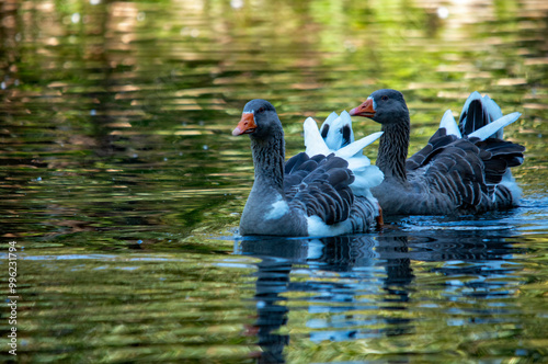 Fototapeta Naklejka Na Ścianę i Meble -  Eine Gans auf dem Wasser