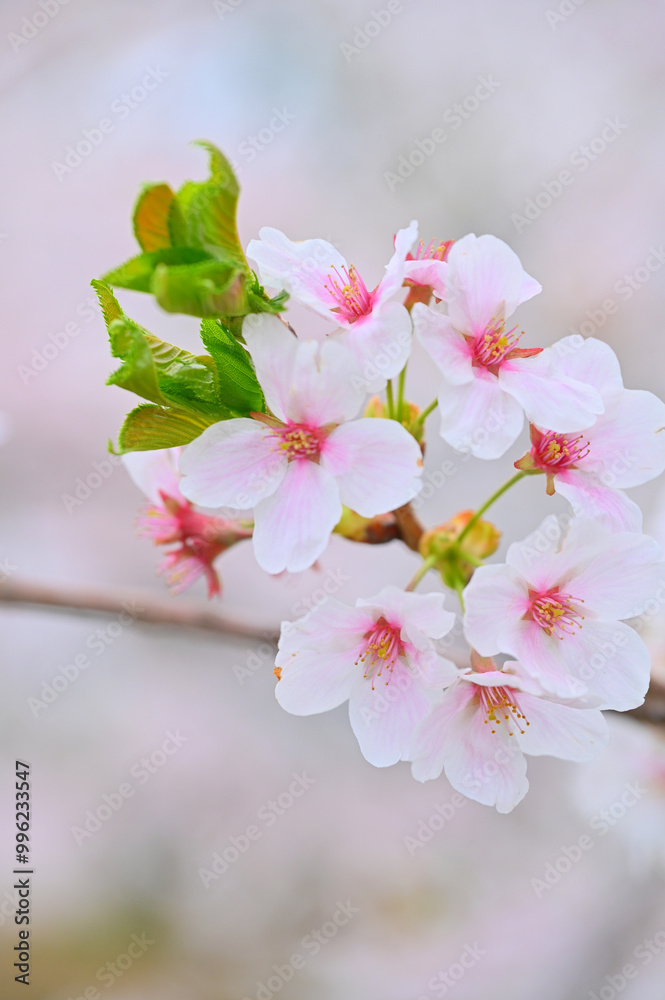 Japan Spring Tree Color Japanese cherry Blossom (Sakura tree) spring season or hanabi season in ...