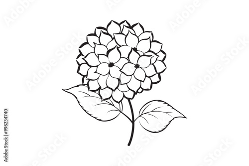 Hydrangea flower silhouette vector illustration, Hydrangea flower silhouette