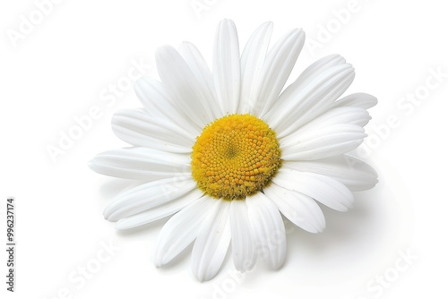 Daisy on white background with clipping path