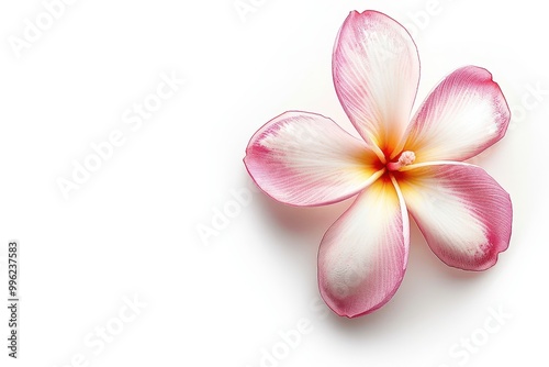 Frangipani flower alone on white background with Clipping Path
