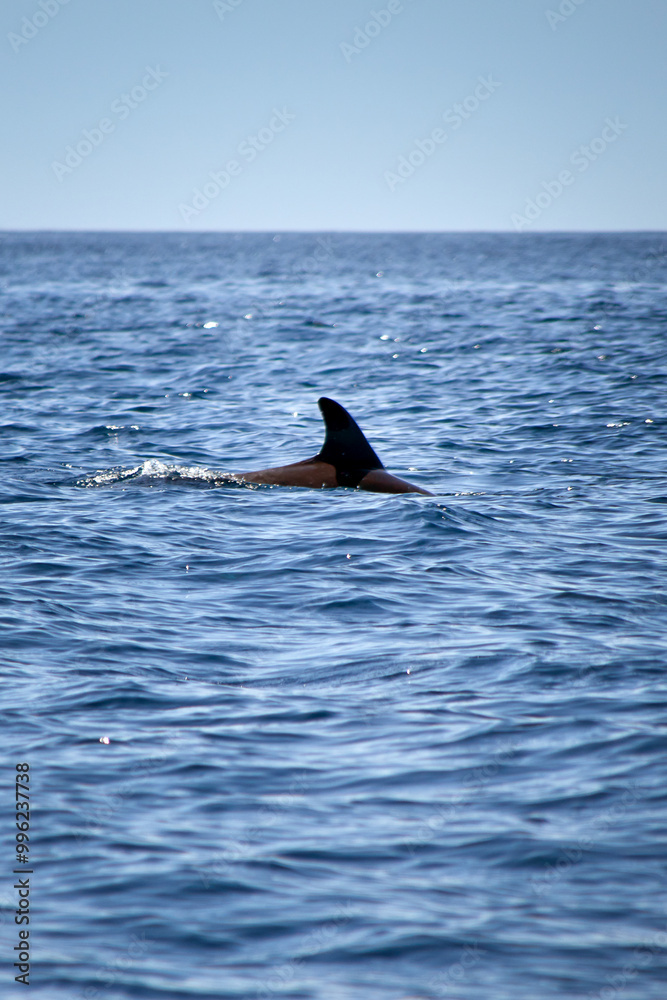 Naklejka premium Bottlenose dolphin, Latin name Tursiops truncatus, appears in the Atlantic Ocean